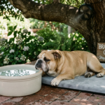 Brachycephalic Care for Pugs & Bulldogs shown with a Bulldog resting in shade near a water bowl