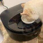 Domestic cat eating fresh canned food out of a digital automatic feeder for wet cat food with ice packs