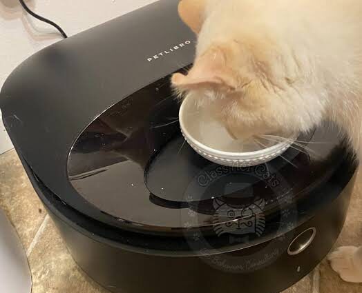 Domestic cat eating fresh canned food out of a digital automatic feeder for wet cat food with ice packs