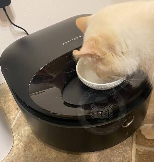 Domestic cat eating fresh canned food out of a digital automatic feeder for wet cat food with ice packs
