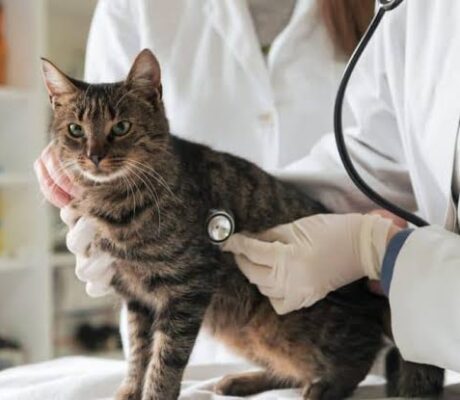 A close-up photograph of a veterinarian using a stethoscope to listen to a brown tabby cat's chest, performing a vital signs and health assessment.