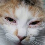 Close up view of a feline face showing a cat squinting one eye and discharge around the eyelid