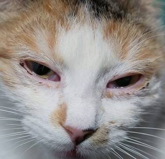 Close up view of a feline face showing a cat squinting one eye and discharge around the eyelid
