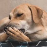 Golden dog lying down and licking its front paw on a bedspread