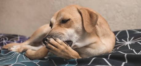 Golden dog lying down and licking its front paw on a bedspread