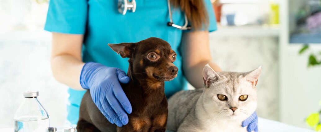 Veterinarian in blue scrubs examining a small brown dog and a white cat on an examination table in a clinic.