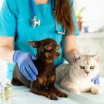 Veterinarian in blue scrubs examining a small brown dog and a white cat on an examination table in a clinic.
