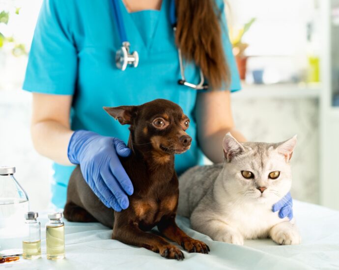 Veterinarian in blue scrubs examining a small brown dog and a white cat on an examination table in a clinic.