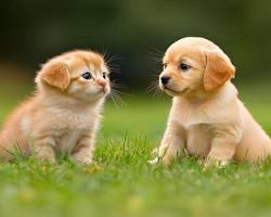 An adorable fluffy puppy and a small cute kitten lying side by side comfortably on a clean, soft surface indoors.