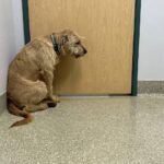 A worried dog dry heaving but nothing comes up while standing on a clinic floor