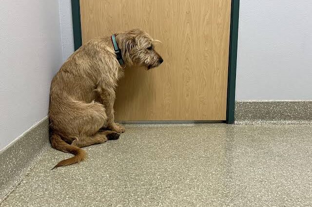 A worried dog dry heaving but nothing comes up while standing on a clinic floor