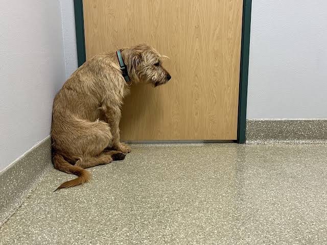 A worried dog dry heaving but nothing comes up while standing on a clinic floor