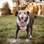 An older gray-muzzled dog standing outside on the grass with visible rear leg stiffness