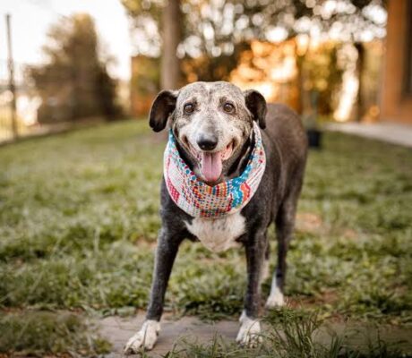 An older gray-muzzled dog standing outside on the grass with visible rear leg stiffness