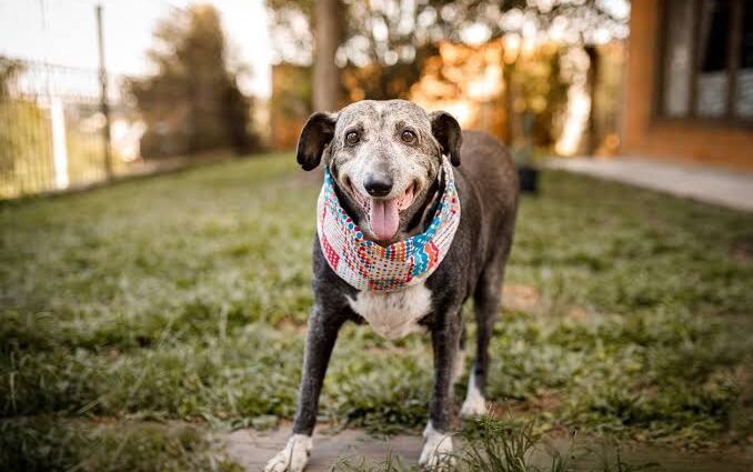 An older gray-muzzled dog standing outside on the grass with visible rear leg stiffness