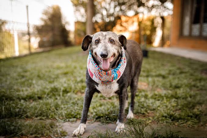 An older gray-muzzled dog standing outside on the grass with visible rear leg stiffness