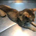 cat being examined for hyperthyroidism at the vet clinic