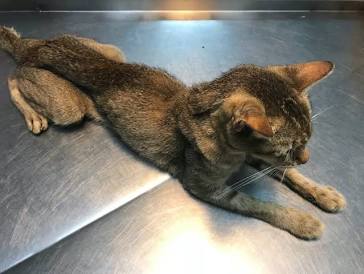cat being examined for hyperthyroidism at the vet clinic