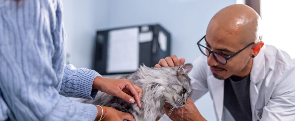 Veterinarian checking a senior cat for chronic kidney disease in cats during a routine exam