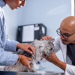 Veterinarian checking a senior cat for chronic kidney disease in cats during a routine exam