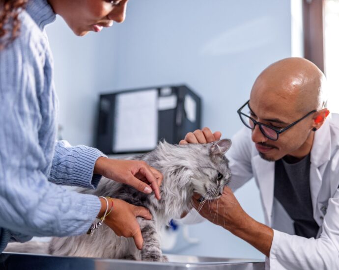 Veterinarian checking a senior cat for chronic kidney disease in cats during a routine exam