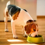 A healthy dog eating a bowl of food that supports good dog nutrition