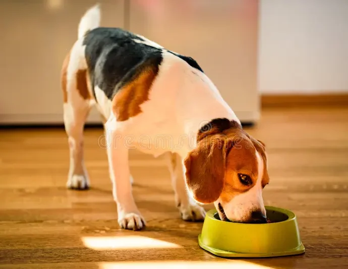 A healthy dog eating a bowl of food that supports good dog nutrition