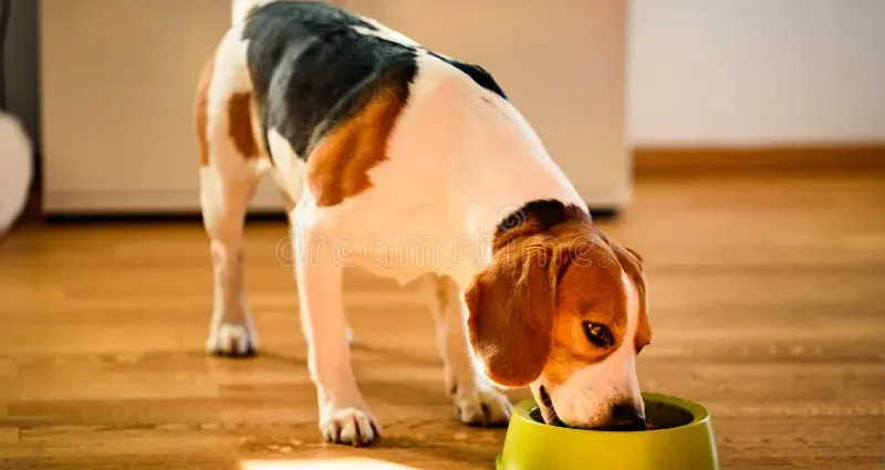 A healthy dog eating a bowl of food that supports good dog nutrition
