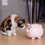 Cute cat inspecting a ceramic piggy bank next to savings coins representing financial planning for pet medical expenses.