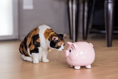 Cute cat inspecting a ceramic piggy bank next to savings coins representing financial planning for pet medical expenses.