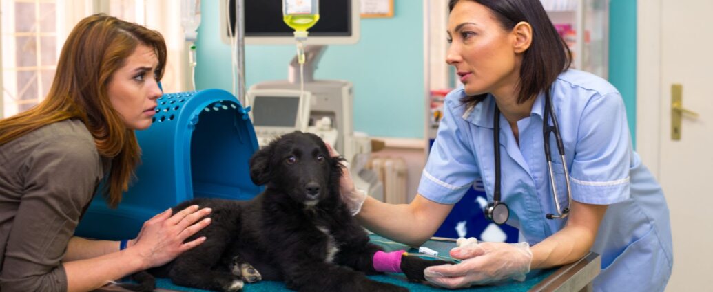 Female veterinarian examining a black dog on an examination table with a concerned owner inside a veterinary urgent care clinic.