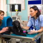 Female veterinarian examining a black dog on an examination table with a concerned owner inside a veterinary urgent care clinic.