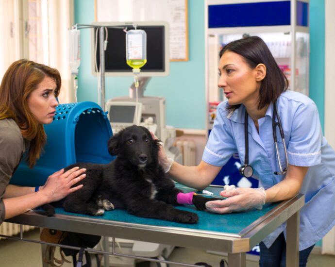Female veterinarian examining a black dog on an examination table with a concerned owner inside a veterinary urgent care clinic.