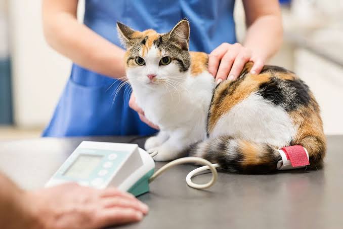 Veterinarian using a doppler monitor cuff on a calico cat tail to check for feline hypertension