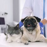 Veterinarian holding a senior pug dog and a domestic short hair cat on a clinical examination table