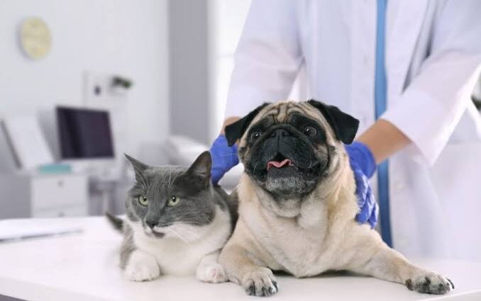 Veterinarian holding a senior pug dog and a domestic short hair cat on a clinical examination table