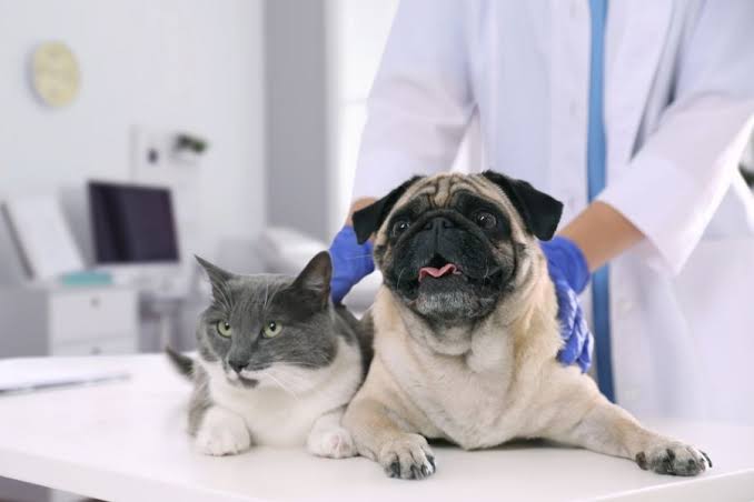 Veterinarian holding a senior pug dog and a domestic short hair cat on a clinical examination table