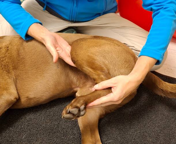 Veterinary professional gently extending the hind leg of an older dog to check joint pain and osteoarthritis